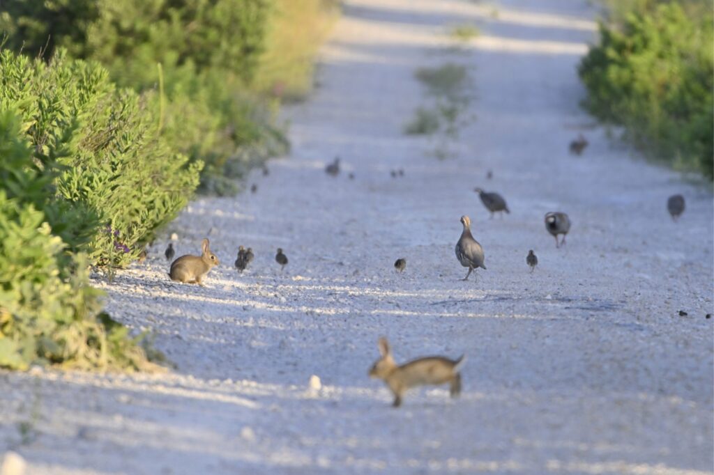 proyectos medioambientales para proteger la biodiversidad en andalucía